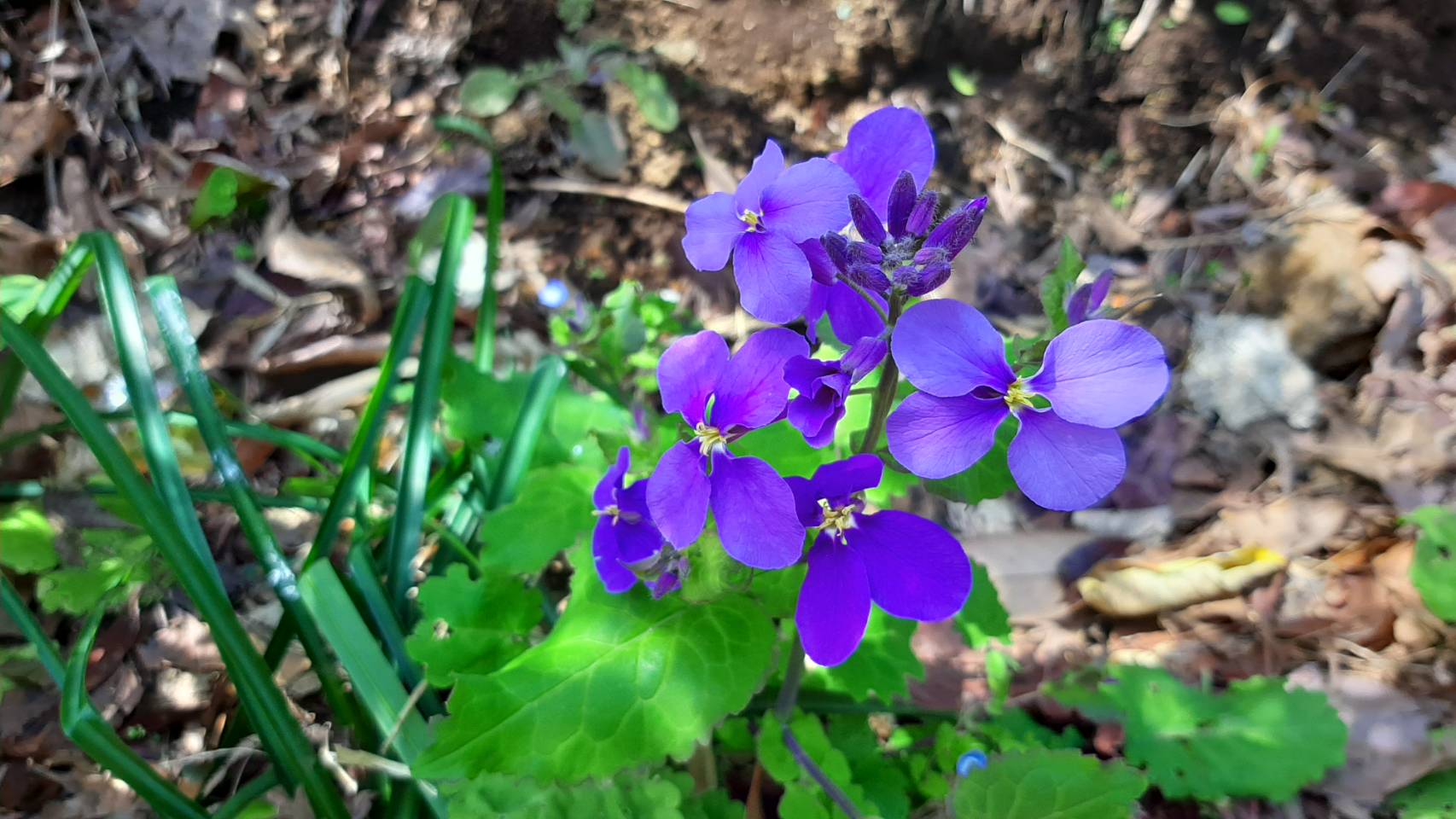 紫のかわいい花 オオアラセイトウ 3月 4月 5月に咲く花 おたま日記のブログ